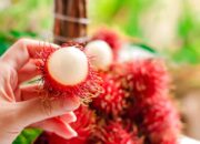 Buka Mata! Arti Mimpi Makan Rambutan Temukan Makna Rahasianya Disini