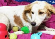 Misteri Terungkap: Arti Mimpi Membunuh Anjing Temukan Makna Rahasianya Disini