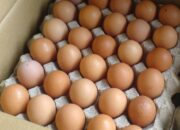Penafsiran Unik: Arti Mimpi Telur Ayam Temukan Makna Rahasianya Disini