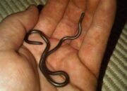 Arti Mimpi Ular Kecil : Pertanda Baik atau Buruk? Kuak Misterinya!