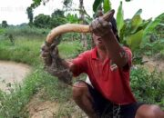 Tabir Terbuka:Rahasia Tersembunyi: Arti Mimpi Mancing Belut : Ini Penjelasannya