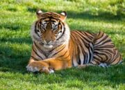 Misteri Terungkap: Arti Mimpi Bertemu Harimau Ternyata Ini Artinya Menurut Pakar