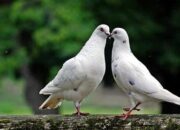 Simak! Arti Mimpi Burung Merpati Ternyata Ini Artinya Menurut Pakar