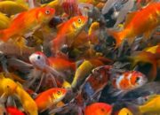 Kisah di Balik Arti Mimpi Melihat Banyak Ikan : Pertanda Baik atau Buruk? Kuak Misterinya!