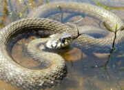Misteri Terungkap: Arti Mimpi Melihat Ular Besar Di Air Temukan Makna Rahasianya Disini