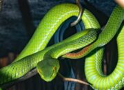 Kenali Arti Mimpi Melihat Ular Hijau  yang Perlu Diketahui