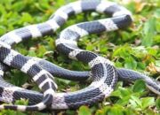 Simak! Arti Mimpi Membunuh Ular Besar  yang Perlu Diketahui