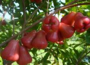 Wah, Arti Mimpi Memetik Buah Jambu Air Dari Pohon : Pertanda Baik atau Buruk? Kuak Misterinya!