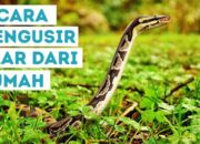 Buka Mata! Arti Mimpi Mengusir Ular Dari Rumah Temukan Makna Rahasianya Disini