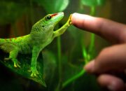 Tabir Terbuka:Rahasia Tersembunyi: Arti Mimpi Tokek Menempel Di Badan Temukan Makna Rahasianya Disini