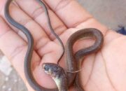 Buka Mata! Arti Mimpi Memegang Ular Ternyata Ini Artinya Menurut Pakar