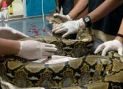 Kenali Arti Mimpi Bertemu Ular Besar Ternyata Ini Artinya Menurut Pakar