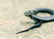 Misteri Terungkap: Arti Mimpi Ular Kobra  yang Perlu Diketahui