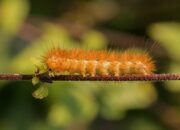 Penafsiran Unik: Arti Mimpi Ulat Bulu Ternyata Ini Artinya Menurut Pakar