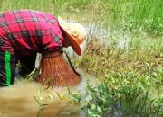 Simak! Arti Mimpi Menangkap Ikan Gabus : Ini Penjelasannya