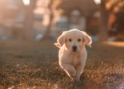 Buka Mata! Arti Mimpi Diikuti Anjing : Ini Penjelasannya