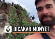 Penafsiran Unik: Arti Mimpi Dicakar Monyet Temukan Makna Rahasianya Disini