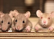 Misteri Terungkap: Arti Mimpi Tikus Masuk Rumah : Pertanda Baik atau Buruk? Kuak Misterinya!