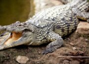 Penafsiran Unik: Arti Mimpi Hampir Digigit Buaya Ternyata Ini Artinya Menurut Pakar