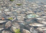 Kenali Arti Mimpi Ikan Mati : Ini Penjelasannya