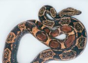 Penafsiran Unik: Arti Mimpi Digigit Ular Di Tangan Kiri Menurut Islam Temukan Makna Rahasianya Disini