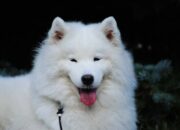 Buka Mata! Arti Mimpi Anjing Putih : Ini Penjelasannya