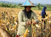 Simak! Arti Mimpi Panen Jagung : Ini Penjelasannya