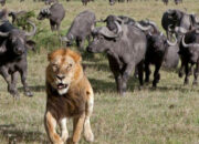 Simak! Arti Mimpi Dikejar Singa Menurut Islam  yang Perlu Diketahui