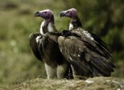 Misteri Terungkap: Arti Mimpi Di Kasih Burung Ternyata Ini Artinya Menurut Pakar