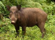 Tabir Terbuka, Rahasia Tersembunyi: Arti Mimpi Babi Hutan : Pertanda Baik atau Buruk? Kuak Misterinya!