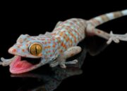 Wah, Arti Mimpi Tokek Besar : Pertanda Baik atau Buruk? Kuak Misterinya!