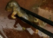 Kenali Arti Mimpi Melihat Bangkai Tikus Ternyata Ini Artinya Menurut Pakar