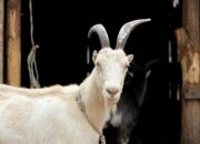 Kisah di Balik Arti Mimpi Kambing Putih  yang Perlu Diketahui