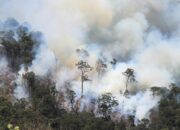 Penafsiran Unik: Arti Mimpi Kebakaran Hutan : Pertanda Baik atau Buruk? Kuak Misterinya!