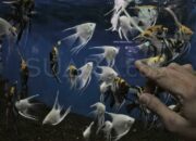 Simak! Arti Mimpi Dikasih Ikan  yang Perlu Diketahui