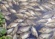 Kisah di Balik Arti Mimpi Melihat Ikan Mati : Ini Penjelasannya