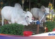 Wah, Arti Mimpi Melihat Sapi Putih Besar Temukan Makna Rahasianya Disini