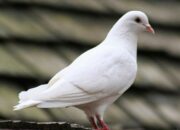 Wah, Arti Mimpi Dapat Burung Merpati : Ini Penjelasannya