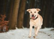 Buka Mata! Arti Mimpi Dikejar Dan Digigit Anjing  yang Perlu Diketahui