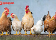 Arti Mimpi Melihat Ayam Mati : Pertanda Baik atau Buruk? Kuak Misterinya!