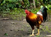 Kenali Arti Mimpi Ayam Masuk Rumah Ternyata Ini Artinya Menurut Pakar