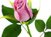 Simak! Arti Mimpi Bunga Mawar Pink : Pertanda Baik atau Buruk? Kuak Misterinya!