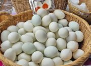 Wah, Arti Mimpi Dapat Telur Bebek : Ini Penjelasannya