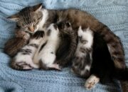 Kisah di Balik Arti Mimpi Kucing Melahirkan : Pertanda Baik atau Buruk? Kuak Misterinya!