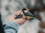 Arti Mimpi Dikasih Burung Sama Orang: Tafsir dari Agama, Psikologi, dan Pertanda