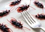 Tabir Terbuka:Rahasia Tersembunyi: Arti Mimpi Banyak Kecoa  yang Perlu Diketahui