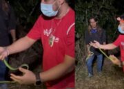 Penafsiran Unik: Arti Mimpi Ketemu Ular Hijau Temukan Makna Rahasianya Disini