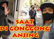 Tabir Terbuka:Rahasia Tersembunyi: Arti Mimpi Di Gonggong Anjing  yang Perlu Diketahui