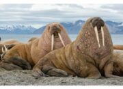 Misteri Terungkap: Arti Mimpi Memiliki Pasangan Temukan Makna Rahasianya Disini