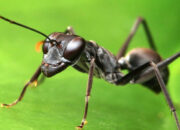 Kisah di Balik Arti Mimpi Semut Hitam Temukan Makna Rahasianya Disini